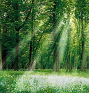 International Day of Forests Image