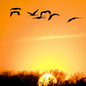 International Migratory Bird Day Image