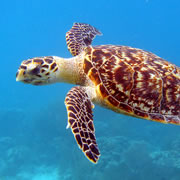 World Turtle Day Image