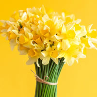 Daffodil Day Image