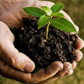 National Tree Planting Day (AUS) Image