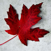 Canada Day Image